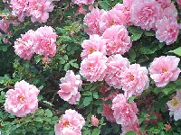 Courtesy of our reader, artist, author and photographer Judith Baker Montano