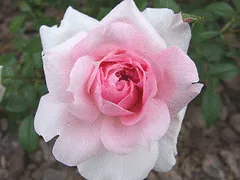 Lambert Closse Canadian Explorer bloom