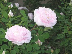 Martin Frobisher Canadian Explorer Rose