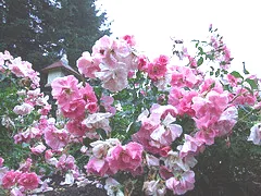 Royal Edward Canadian Explorer rose