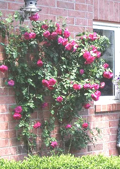 Quadra Canadian Explorer rose