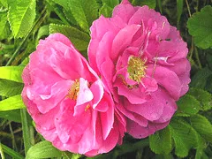 Simon Fraser Canadian Explorer rose