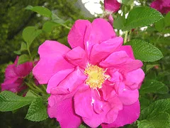 William Baffin Canadian Explorer rose
