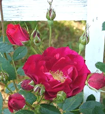 Adelaide Hoodless Canadian Parkland rose