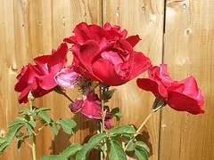 Cuthbert Grant Canadian Parkland rose