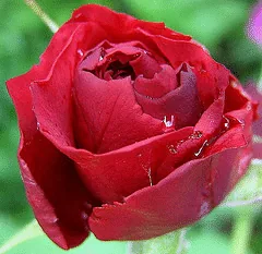 Hope for Humanity Canadian Parkland bloom