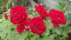 Hope for Humanity Canadian Parkland rose