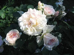 Morden Blush Canadian Parkland bud