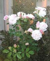 Morden Blush Canadian Parkland Rose