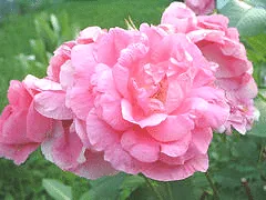 Morden Centennial Canadian Parkland bloom