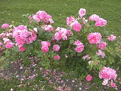 Morden Centennial Canadian Parkland shrub