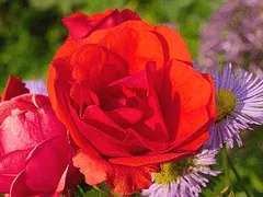 Morden Fireglow Canadian Parkland rose