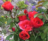 Morden Fireglow Rose