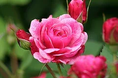 Morden Ruby Canadian Parkland bloom