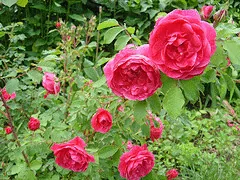 Morden Ruby Canadian Parkland Rose