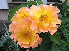 Morden Sunrise Canadian Parkland rose