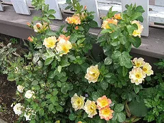 Morden Sunrise Canadian Parkland shrub