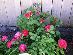 Winnipeg Parks Canadian Parkland rose