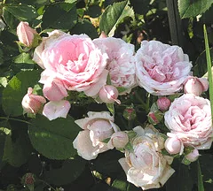 Prairie Joy Canadian Parkland rose