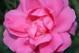 Easy Elegance Roses