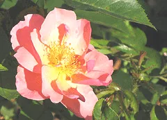 All the Rage Easy Elegance rose