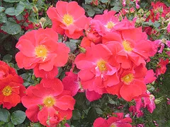 Golden Eye Easy Elegance Rose