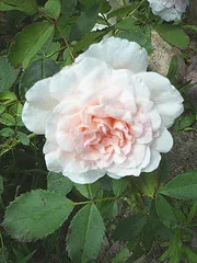 Grandma s Blessing Easy Elegance Rose