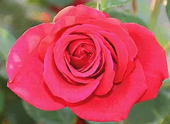 Kashmir Easy Elegance rose