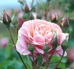 Kiss Me Easy Elegance rose