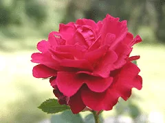 Last Tango Easy Elegance Rose