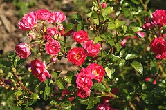 Little Mischief Easy Elegance rose