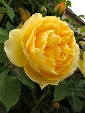Tahitian Moon Easy Elegance Rose
