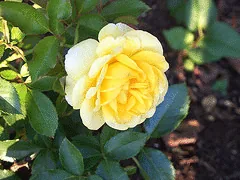 Yello Brick Road Easy Elegance rose