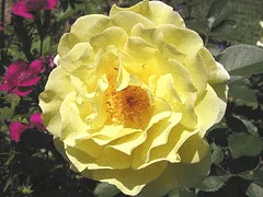 Yellow Submarine Easy Elegance rose
