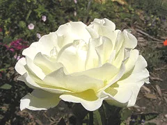 Yellow Submarine mature bloom fading