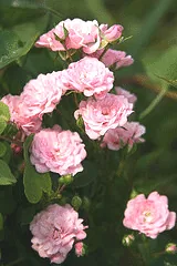 Fairy Rose Polyantha