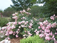 Fairy Rose shrub
