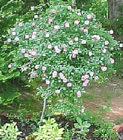 Fairy Tree Rose