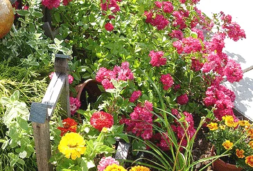 Red Fairy rose Polyantha