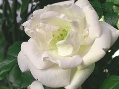 White Fairy rose