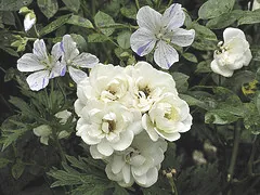 Silver Fairy Polyantha rose