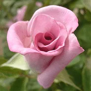 Angel Face floribunda bud