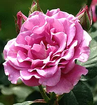 Angel Face floribunda