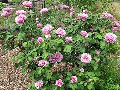 Angel Face shrub