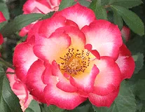 Betty Boop floribunda bloom
