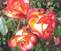 Betty Boop floribunda cluster