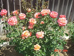 Betty Boop floribunda shrub
