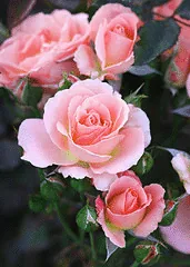 Bill Warriner floribunda
