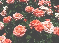 Bill Warriner floribunda shrub