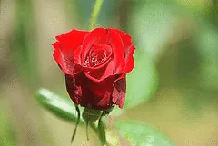 Black Cherry floribunda bud